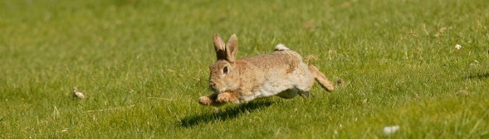 Banbury Rabbit Control